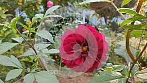 Red Dalia flower in the garden