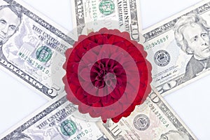 A red dalia flower on top of dollar bills isolated