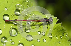 Red Damselfly with dew drops