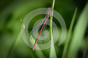 Red damselfly - Zygoptera - on a branch