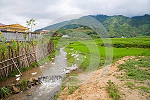 Red Dao village with Terraced rice, Sapa