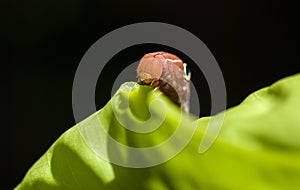 Red Daphnis nerii Caterpillar