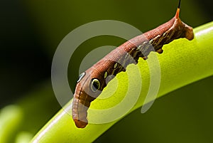 Red Daphnis nerii Caterpillar