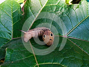 Red Daphnis nerii Caterpillar or oleander hawk-moth closeup on leaf