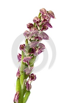 Red darker flowers of a Dense flowered orchid over white - Neotinea maculata photo