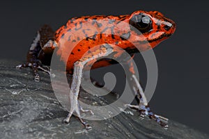 Red Dart frog