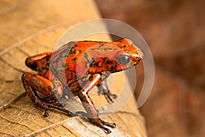 Red dart frog Oophaga histrionica