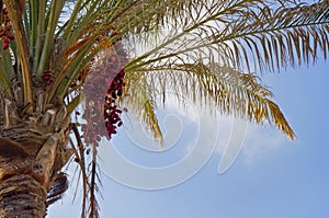Red Dates Palm