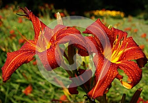 Red day lily flowers in botanical garden - Daylili