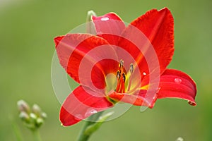 Red daylily