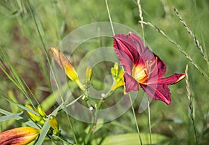 Red daylily bloom in summer in the garden