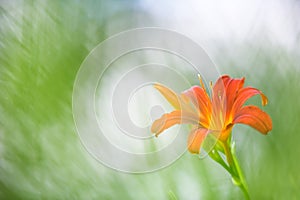 Red daylily Hemerocallis flower closeup