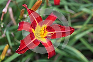 Red daylily flower from an English country garden