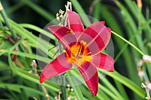 Red daylily flower in a garden