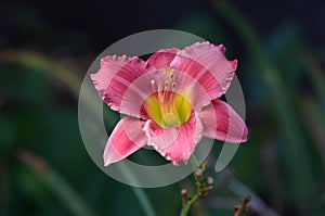 Red Daylily photo