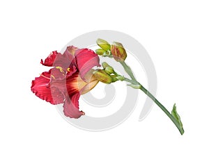 Red daylily flower