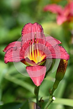 Red Daylily Flower