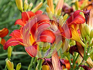 Red daylily in a french garden