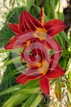 Red Daylily in full bloom on natural green background