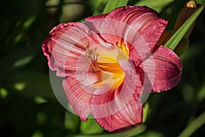 Red daylily hemerocallis