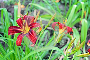 Red daylily Hemerocallis