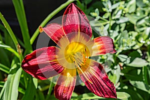 Red daylily Hemerocallis Rojo