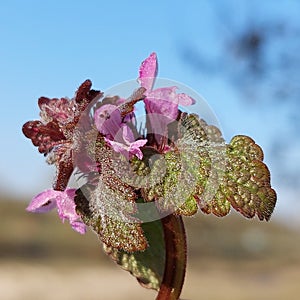 Red dead-nettle (Lamium purpureum)