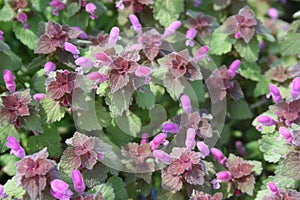 Red dead nettle (Lamium purpureum)