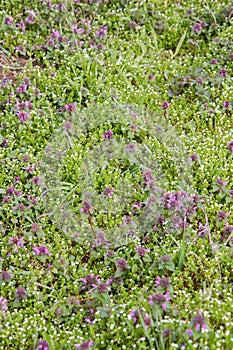 The Red deadnettle and The chickweed blooming in spring