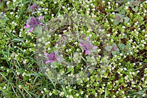 The Red deadnettle and The chickweed blooming in spring