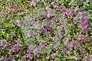 The Red deadnettle and The chickweed blooming in spring