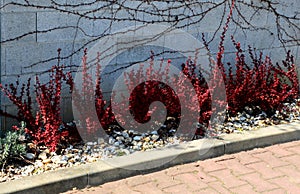 Red deciduous prickly bushes in a concrete curb flowerbed rectangular on the street near the concrete wall. gray interlocking tile