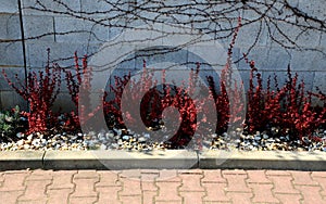 Red deciduous prickly bushes in a concrete curb flowerbed rectangular on the street near the concrete wall. gray interlocking tile