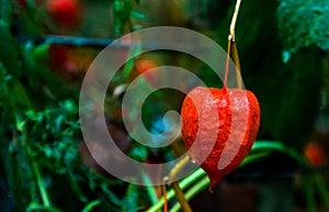 Red decorative garden plants