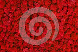 Red decorative moss texture. Wall from moss background