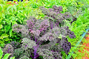 Red decorative shrub cabbage and celery grow in the garden.