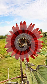 Red decorative sunflower - a miracle of selection