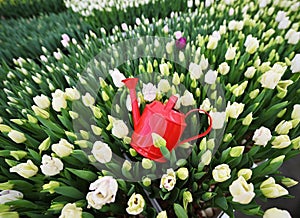 a red decorative watering can on the background of a clearing of white, green and yellow unopened tulips.