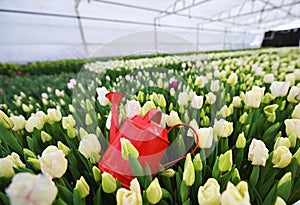 a red decorative watering can on the background of a clearing of white, green and yellow unopened tulips.