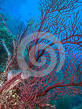 Red Deepwater Gorgonian.Diodogorgia nodulifera; photo