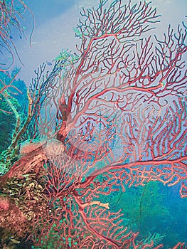 Red Deepwater Gorgonian.Diodogorgia nodulifera; photo