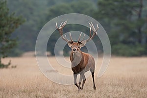 Red Deer stag in a meadow