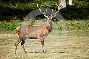 Red deer