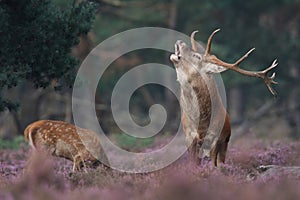 Red deer