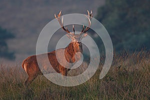 Red deer photo