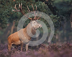 Red deer photo
