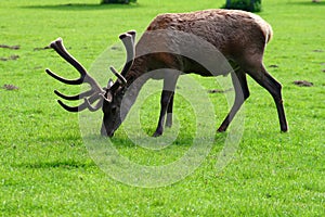 Red deer 2