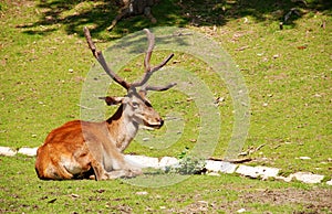 Red deer