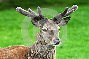 Red Deer