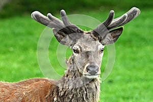 Red Deer